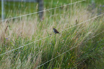 bird perched on fence wire
