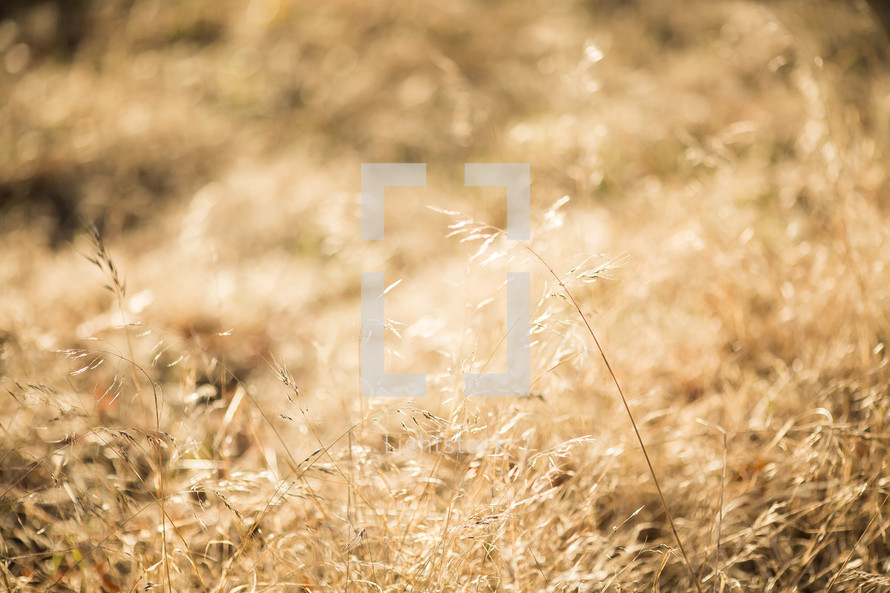 dry grasses in a field 