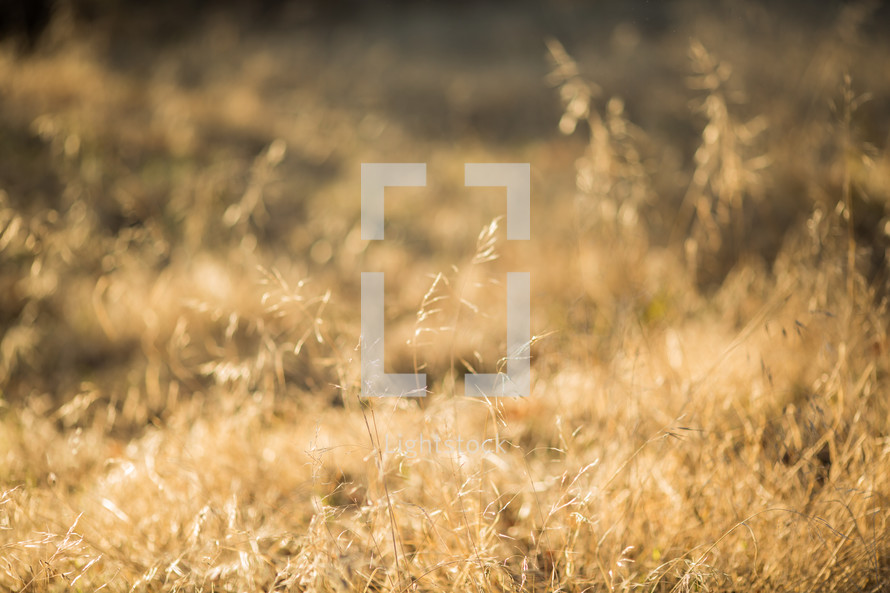 dry grasses in a a field background 