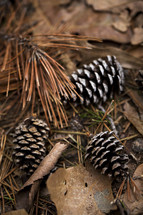 pine cones and dried pine needles 