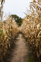 A path between dried stalks of corn.
