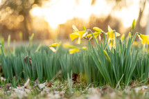 glowing daffodil flowers in spring