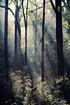 sunbeams shining into a forest 