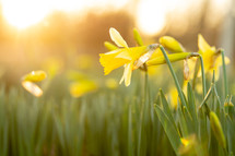 glowing daffodil flowers in spring