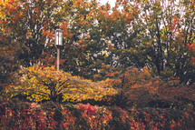 fall leaves on trees 