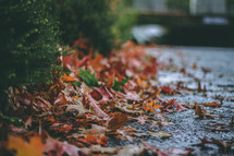 wet fall leaves on asphalt 