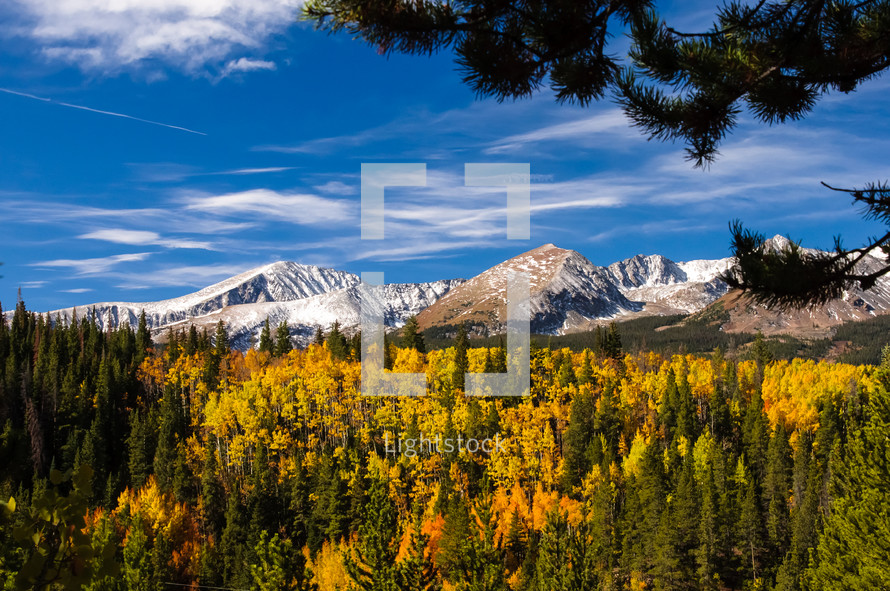 Fall foliage in front of snow covered mountains.