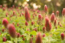 a field of red clover flowers