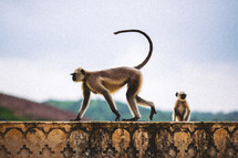 A monkey on the top of a wall. 