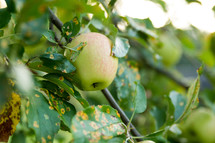 an apple on a tree with apple rust