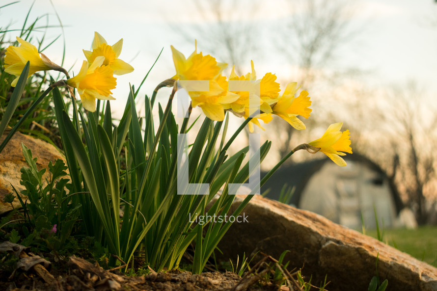 yellow daffodils with a green house in the background