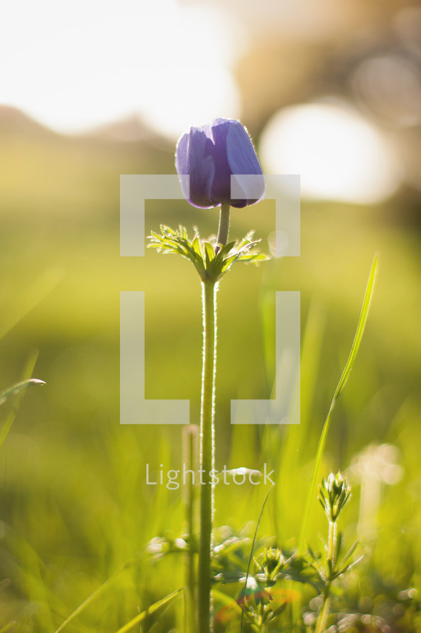 warm sunlight on purple spring flowers 