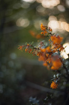 bokeh sunlight and orange spring flowers 