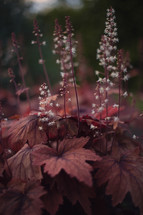 tiny white flowers and red leaves 