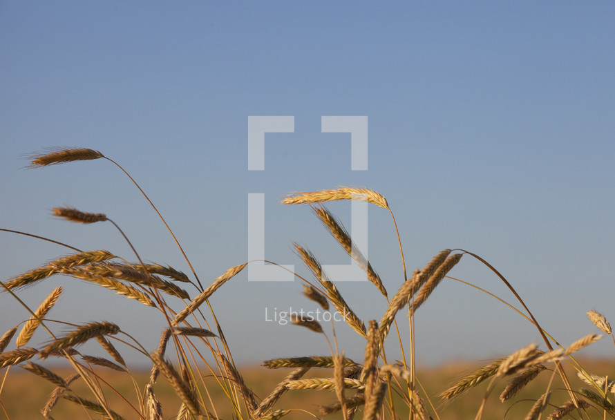 golden wheat against a blue sky 