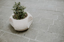 potted plant on a patio 
