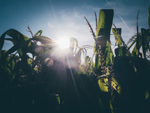 sunlight shining on corn in a field 