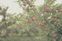 apples on an apple tree 