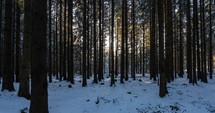 Fast sunrise in winter forest nature background timelapse
