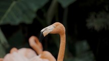 Close Up Of Head Of A Caribean Flamingo Looking Around.	