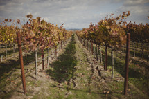 A line of trees within a vineyard