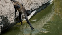 Juvenile Black-handed Spider Monkey Reached The Twig Into The Murky Water With Its Tail Clinging To The Rock.	