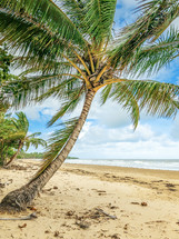 palm tree on a beach 