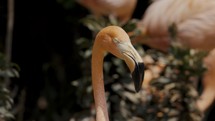 Close Up Of American Flamingo's Pink And White Bill With Black Tip.	