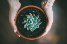 woman holding a potted succulent plant 