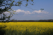 Farmers Field - yellow Rape oil seed (or Canola) flowers