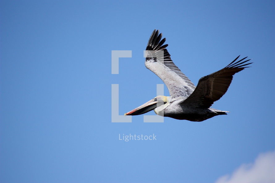 pelican in flight 