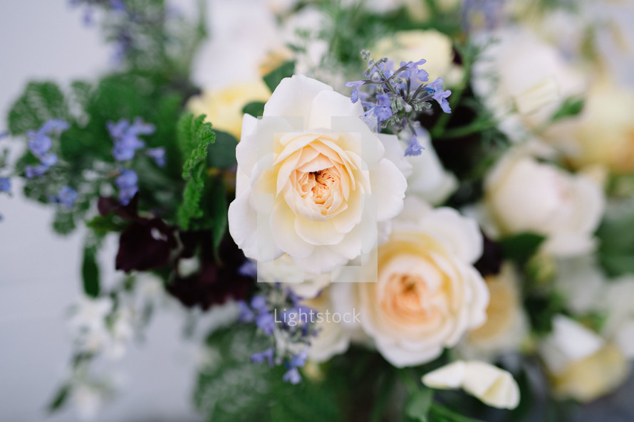 white roses and tiny blue flowers 