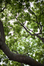 Looking upwards through the tree tops.