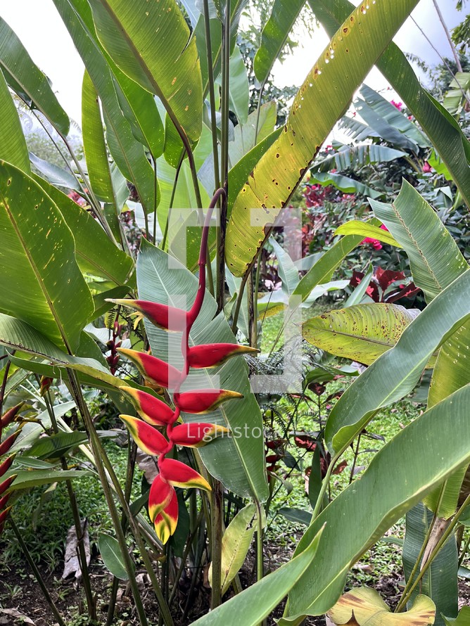 Flowering Heliconia rostrata is in the greenhouse. Greenhouse plants. Flowers of America.