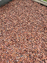 Roasted cocoa beans ready for making chocolate, Costa Rica.