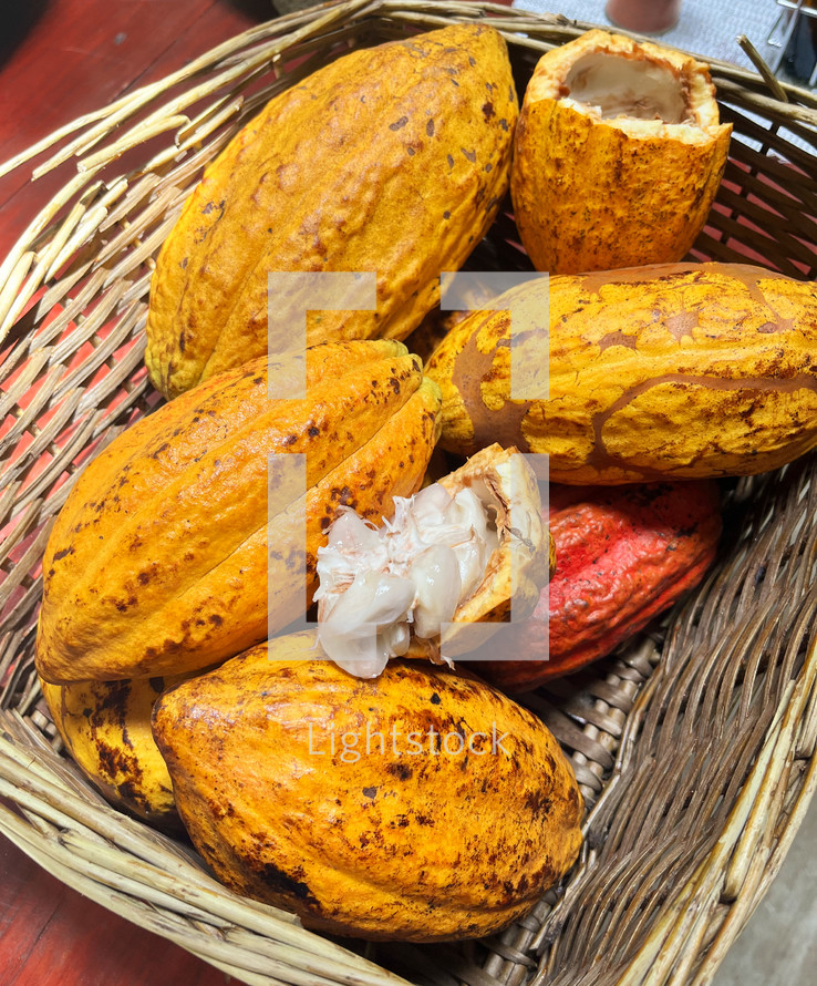 Ripe cocoa fruits. The cocoa beans are extracted from them and then toasted.
