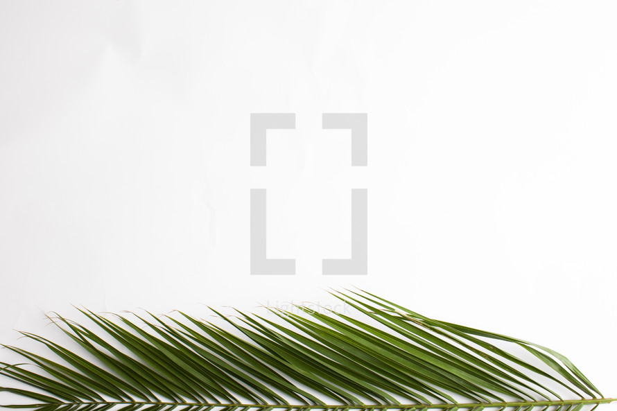 Palm fronds against a white background 