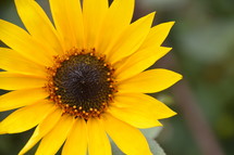 yellow sunflower outdoors. 