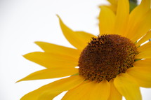 yellow sunflower against a white background. 