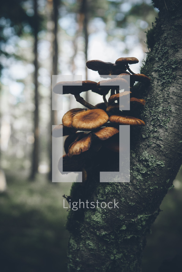 mushrooms growing on a tree trunk 