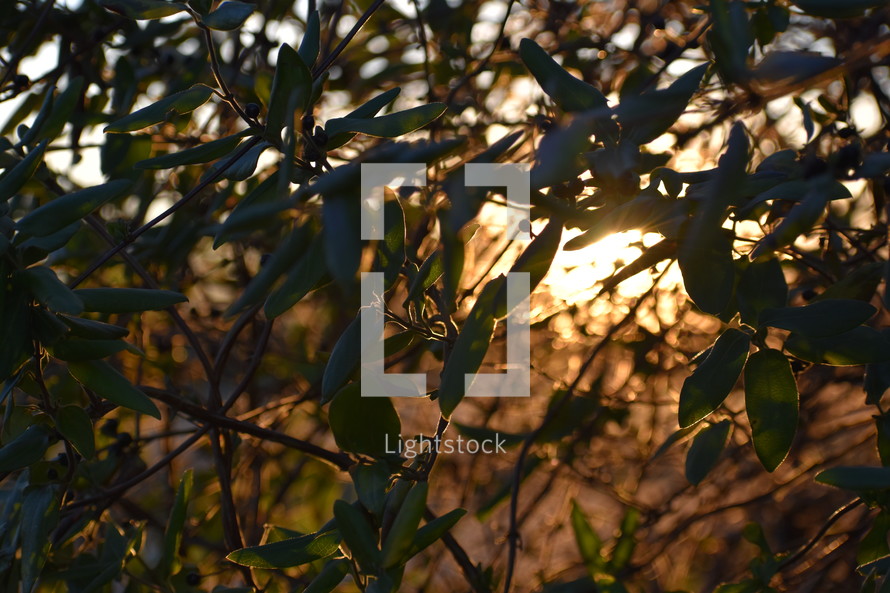 green leaves at sunset 