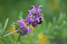 bee on purple flowers 