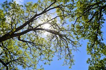 sunburst through tree branches 