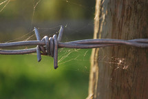 Barbed wire with spider webs on it.