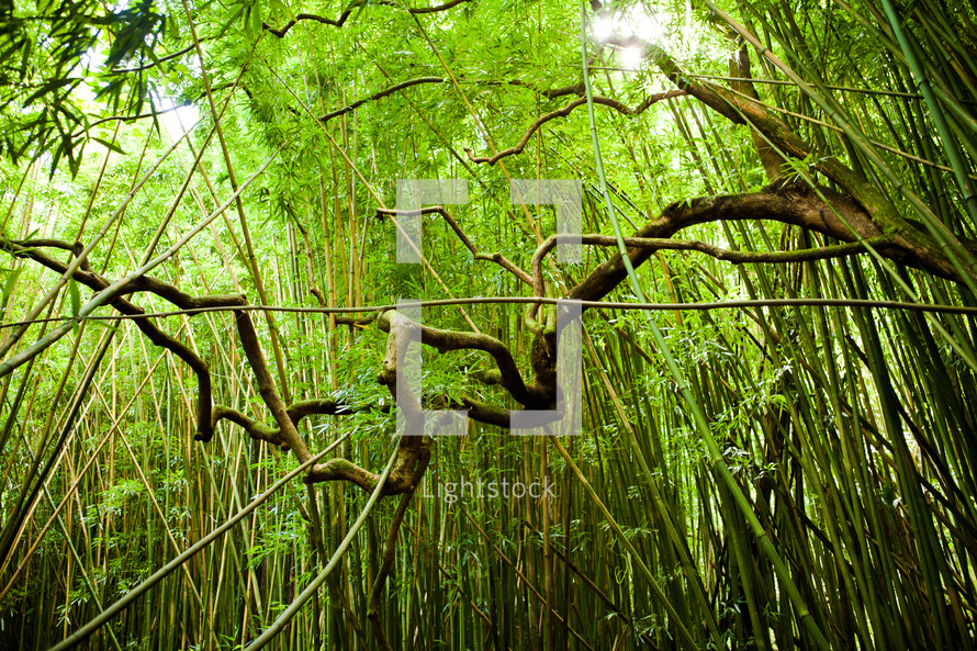 bamboo jungle 