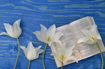 white flowers and Bible on blue wood background 