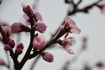 pink buds blooming at a peach tree in spring. 