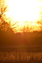 golden sunlight over a field at sunset 