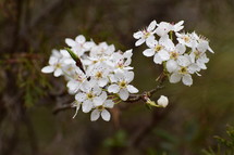 white spring flowers 