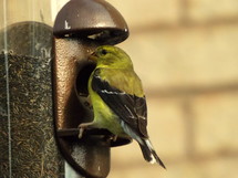 finch at a bird feeder 